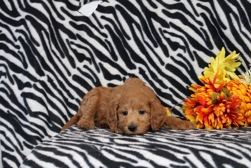 puppy, for, sale, Mini Goldendoodle F2B, Matthew B. Stoltzfus, dog, breeder, Gap, PA, dog-breeder, puppy-for-sale, forsale, nearby, find, puppyfind, locator, puppylocator, aca
